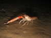 Nephrops norvegicus
