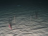 Sea pens