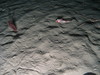 Pennatula phosphorea