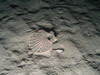 Pecten maximus