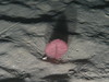Pennatula phosphorea