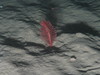 Pennatula phosphorea