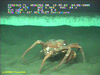 Spider crab