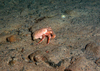 Hermit Crab