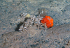 Filograna sp. tubeworm