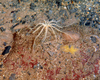 Crinoid sp.
