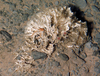Squat Lobster