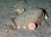Large plumose anemone