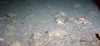 Hermit Crab