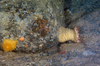 Large Anemone