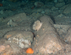 Large Anemones