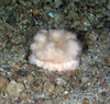 Anemone