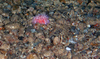 Echinus sp.
