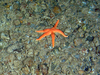 Stichastrella rosea
