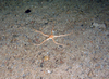 Brittle Star
