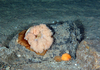 Anemone