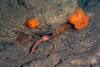 Squat Lobster