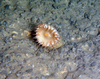 Anemone