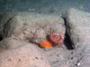 Anemone