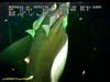 Manta ray