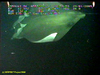 Manta ray