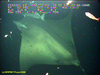 Manta ray