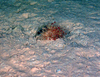 Hydroids