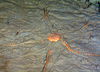 Brittle Star