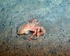 Hermit Crab