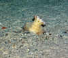 Anemone