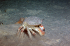 Cancer pagurus