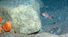 Redfish