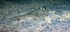 Flatfish