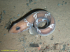 Greater eelpout