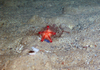 Starfish