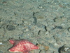 Porania pulvillus