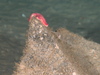 Porania pulvillus