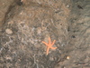 Stichastrella rosea