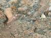 Anemone