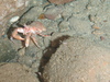 Hermit crab