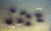 Diadema urchin