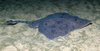 Amblyraja hyperborea