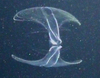 Appendicularian sp.