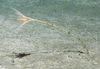 Bathycrinus carpenterii