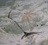 Bathycrinus carpenterii