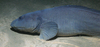 Eelpout