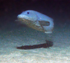 Eelpout