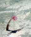 Corymorpha groenlandica
