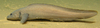 Eelpout