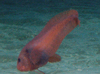 Red Snailfish